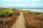 Path of Dry Grass and Yellow Flowers, Bodega Head, NPND06_288