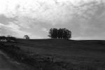 Trees, Field, Sonoma County, NPNPCD0651_081