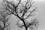 Bare Tree, Sonoma County, NPNPCD0652_012
