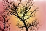Bare Tree fractals, Sun, Sonoma County, NPNPCD0652_012B