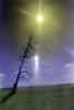 Bare Tree, Alone, lone, Sonoma County, NPNPCD0652_014B