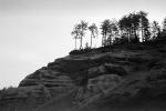 Trees at the Coastal Cliffs at Sue-meg, NPNPCD0654_046