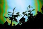 psychedelic, trees, flotsam, jetsam, psyscape, NPNPCD0654_061B