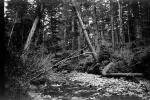 creek, stream, rocks, forest, NPNPCD0654_079