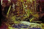 creek, stream, rocks, forest, NPNPCD0654_079B