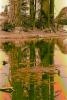 Bull Frog Pond, reflection, water, wet, liquid, lake, NPNPCD0656_065B