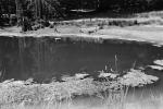 Bull Frog Pond, reflection, water, wet, liquid, lake, NPNPCD0656_068