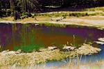 Bull Frog Pond, reflection, water, wet, liquid, lake, NPNPCD0656_068B