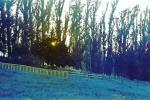 Fence, Eucalyptus Trees, Rose Avenue, Cotati, Sonoma County, NPNPCD0656_109B
