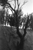 Eucalyptus Trees, Maralees Lane, Cotati, Sonoma County, NPNPCD0657_024