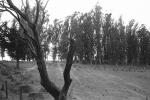 Eucalyptus Trees, Maralees Lane, Cotati, Sonoma County, NPNPCD0657_025
