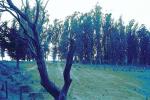 Eucalyptus Trees, Maralees Lane, Cotati, Sonoma County, NPNPCD0657_025B