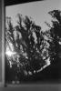 Eucalyptus Trees, Maralees Lane, Cotati, Sonoma County, NPNPCD0657_034