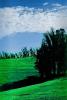 Eucalyptus Trees, Maralees Lane, Cotati, Sonoma County, NPNPCD0657_042B