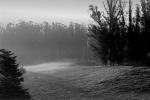 Morning Fog, Eucalyptus Trees, Rose Avenue, Cotati, Sonoma County, NPNPCD0657_052