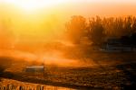 Morning Fog, Eucalyptus Trees, Rose Avenue, Cotati, Sonoma County, NPNPCD0657_053B