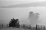 Morning Fog, Eucalyptic Trees, Rose Avenue, Cotati, Sonoma County, NPNPCD0657_079