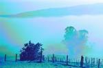Morning Fog, Eucalyptic Trees, Rose Avenue, Cotati, Sonoma County, NPNPCD0657_079B