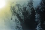Morning Fog, Eucalyptic Trees, Rose Avenue, Cotati, Sonoma County, NPNPCD0657_082B