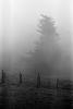Morning Fog, Rose Avenue, Cotati, Sonoma County, NPNPCD0657_084