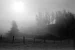 Morning Fog, Rose Avenue, Cotati, Sonoma County, NPNPCD0657_087