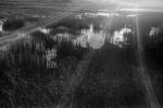 Wetlands, marsh, Mount Tamalpais, NPNPCD0658_033