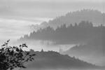 fog over the coastal range, bucolic, mystical, forest, NPNPCD0658_047