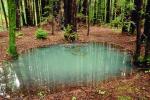 Emerald Pools, ponds, water, hobbitlands, Forest, NPNV01P08_18.1263
