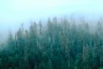 Fog, Forest, NPNV01P10_19.1264