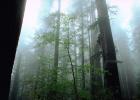 Fog in the Forest, foggy, burl, NPNV01P11_01B