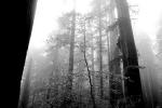 Fog in the Forest, foggy, burl, NPNV01P11_01BW.1264