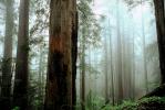 Fog in the Forest, foggy, burl, NPNV01P11_02.1264