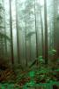 Fog in the Forest, foggy, NPNV01P11_03.0624