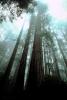 looking up in a redwood forest, fog, foggy, NPNV01P11_05.1264