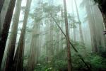 Redwood Forest, fog, foggy, leaning tree, NPNV01P11_06.1264