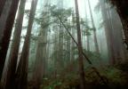 Redwood Forest, fog, foggy, leaning tree, NPNV01P11_06