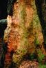 redwood tree trunk, NPNV01P11_16.1264