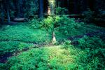 Clover in a sliver of light, fallen trees, forest, Avenue of the Giants, Humboldt County