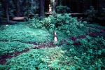 Clover, fallen trees, forest, Avenue of the Giants, Humboldt County, NPNV02P02_12
