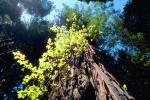 looking-up, leaves, bark, Avenue of the Giants, Humboldt County