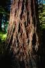 Redwood Tree bark, Moss, forest, NPNV02P03_10.1264