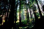 Redwood Forest, NPNV02P03_11.1264