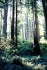 Redwood Forest, NPNV02P03_12