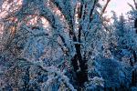 snow covered trees, Ice, Cold, Chill, Chilled, Chilly, Frosty, Frozen, Icy, Snowy, Winter, Wintry, NPNV03P03_05.1266