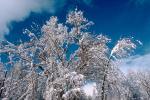 snow covered trees, Ice, Cold, Chill, Chilled, Chilly, Frosty, Frozen, Icy, Snowy, Winter, Wintry, NPNV03P03_06.1266