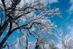 snow covered trees, Ice, Cold, Chill, Chilled, Chilly, Frosty, Frozen, Icy, Snowy, Winter, Wintry, NPNV03P03_08.1266