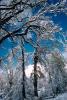 snow covered trees, Ice, Cold, Chill, Chilled, Chilly, Frosty, Frozen, Icy, Snowy, Winter, Wintry, NPNV03P03_09.1266