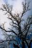 snow covered trees, Ice, Cold, Chill, Chilled, Chilly, Frosty, Frozen, Icy, Snowy, Winter, Wintry, NPNV03P03_10.1266