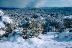 snow covered trees, Ice, Cold, Chill, Chilled, Chilly, Frosty, Frozen, Icy, Snowy, Winter, Wintry, NPNV03P03_13.1266