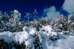 snow covered trees, Ice, Cold, Chill, Chilled, Chilly, Frosty, Frozen, Icy, Snowy, Winter, Wintry, NPNV03P03_14.1266